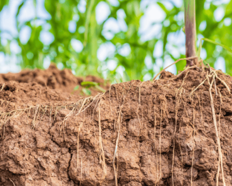 Les contaminants chimiques des sols et des récoltes : pesticides, éléments traces métalliques et mycotoxines