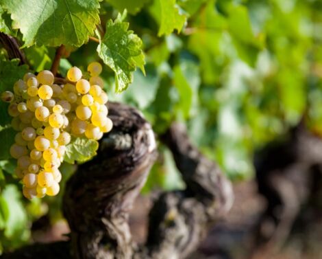 Webinaire DEPHY EXPE : Diversifier les cultures pour une meilleure résilience des systèmes