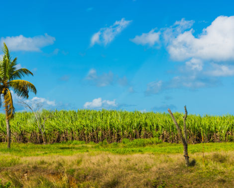 Les acteurs de l’innovation agricole se retrouvent en Guadeloupe