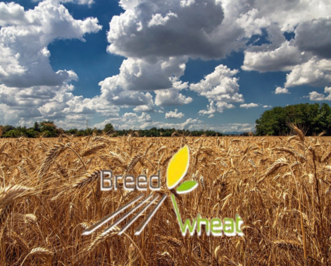 La génétique du blé au service de l’innovation variétale