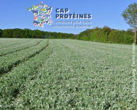 Accélérer le développement de variétés de légumineuses adaptées à la production française