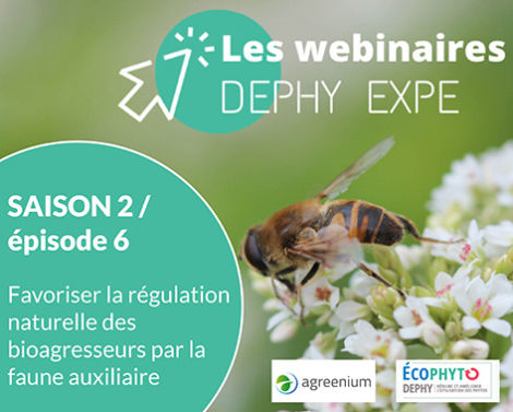 Webinaire DEPHY EXPE : Favoriser la régulation des bioagresseurs par la faune auxiliaire (partie 2)