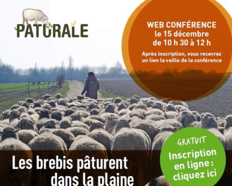 Web conférence Pâturale : les intérêts du pâturage par les brebis des parcelles cultivées