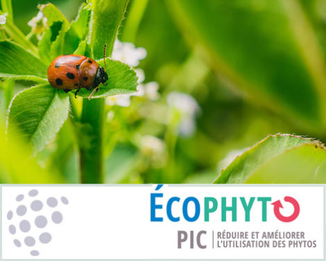 ÉcophytoPIC : la protection intégrée des cultures en un seul site