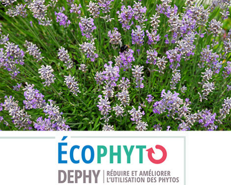 Réseau DEPHY : valoriser et déployer des techniques et systèmes agricoles économes en produits phytos