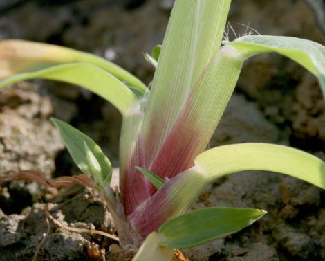 Reconnaissance des graminées Printemps/Été au stade plantule