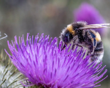 Premier recensement d’initiatives de terrain en faveur des insectes pollinisateurs