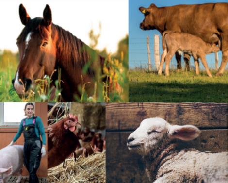 Le bien-être des animaux et des éleveurs, un enjeu clé pour l’avenir de l’élevage