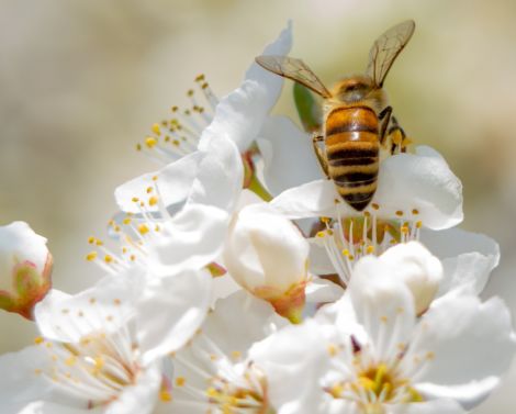 L’apiculture a dorénavant son institut qualifié