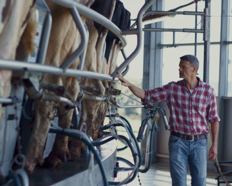 Élevages laitiers – Quels investissements pour quelle rentabilité ?