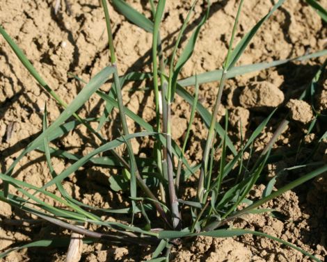 Reconnaissance des graminées Automne/hiver au stade plantule