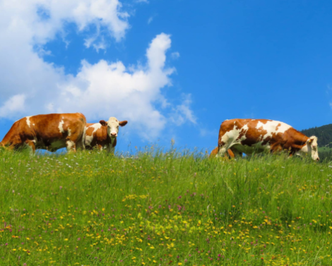 [AGROWEBINAIRE] L’agriculture biologique se fera-t-elle, demain, sans élevage ?