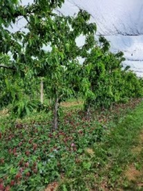 Mélange de plantes de services, trèfles et phacélie