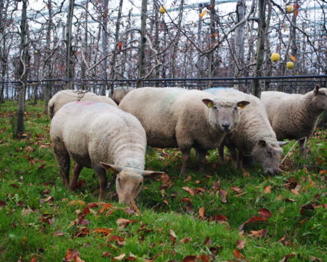 Les couverts végétaux : un atout pour l’agriculture durable