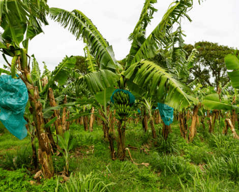 L’Acta dans les Outre-mer