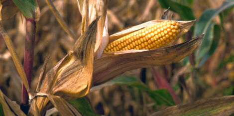 Premier maïs hybride français INRA