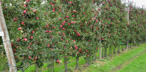 Implantation des premiers vergers mur fruitier en France