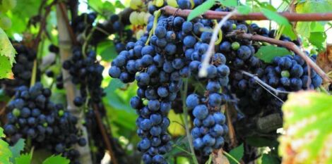 Des variétés de vigne tolérantes aux maladies fongiques
