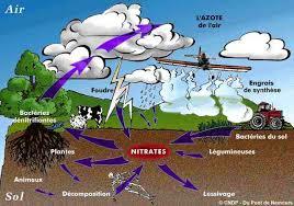 Directive “Nitrates”