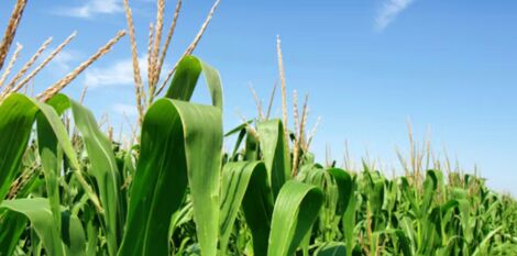 Directive sur l’utilisation durable des pesticides