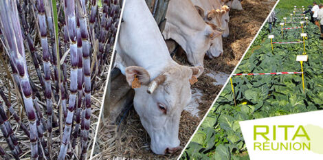 Création des RITA – DOM