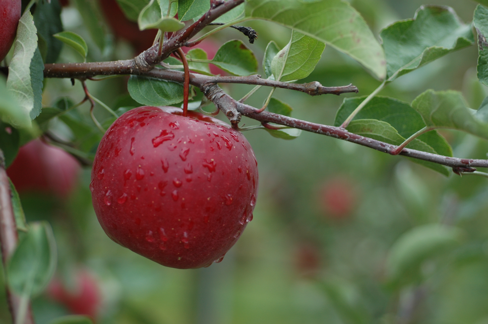 Story® Inored : la success story d’une pomme made in France