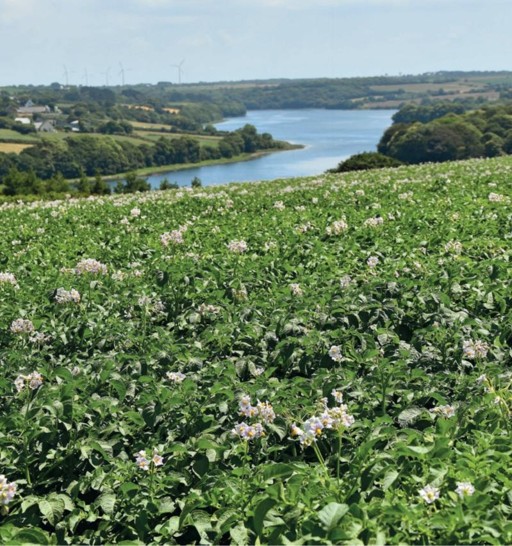 IdEvol : une méthode d’identification variétale des plants de pommes de terre plus flexible et plus sécurisée