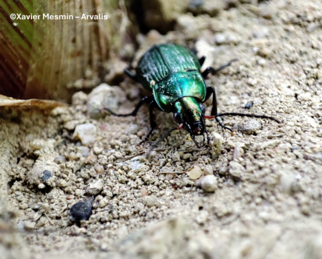 Intégrer la biodiversité dans les outils d’évaluation multicritère