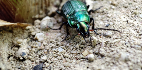 Six indicateurs clés pour intégrer la biodiversité au cœur  de la performance agricole