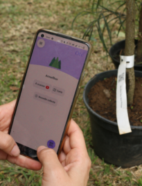 La Réunion veille sur son patrimoine botanique grâce au numérique