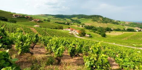 La recherche agricole au service des vignerons face au changement climatique